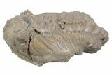 Bargain, Fossil Chasmops Trilobite - Russia #363122-2